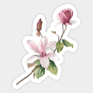 Blush magnolia flowers Sticker